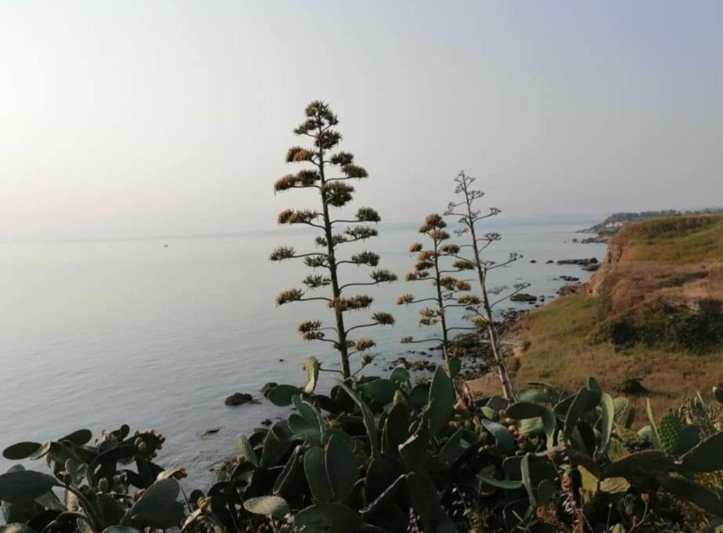 Bed and Breakfast Vento Del Sud Casalbordino Exterior foto